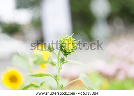 Sunflowers blooming, blur picture , selective focus point.