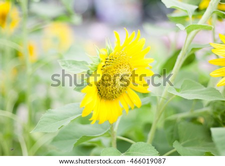 Sunflowers blooming, blur picture , selective focus point.