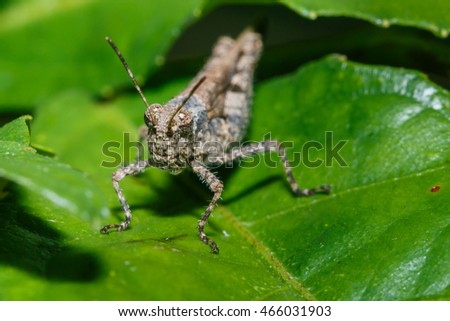 Grasshopper, insect,animal.