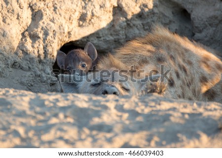 Spotted Hyena with baby