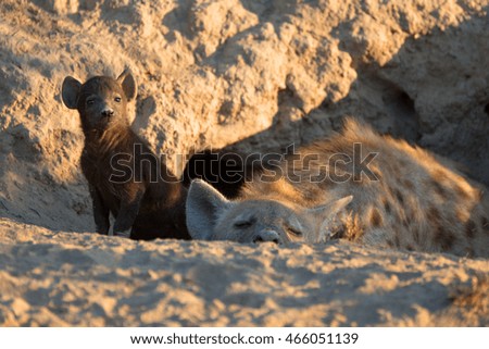 Spotted Hyena with baby
