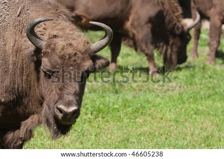 poland bison Royalty-Free Stock Photo #46605238