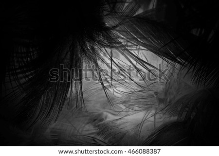 feather wool dark black abstract background