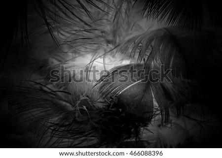 feather wool dark black abstract background