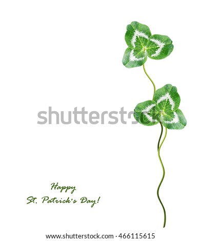 leaf clover on white background. Green foliage