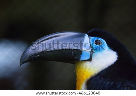 Channel-billed Toucan (Ramphastos vitellinus)  portrait of this beautiful bird with a large beak
