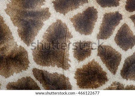 Genuine leather skin of giraffe with light and dark brown spots,Leather giraffe,leather,giraffe,textured skin of giraffe, textured skin.