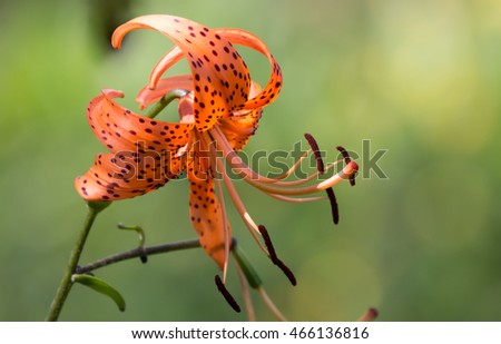 Closeup of Orange Tiger Lily