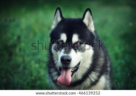 The Alaskan Malamute. Portrait of black-and-white dog with brown eyes closeup.