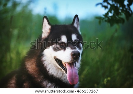 The Alaskan Malamute. Portrait of black-and-white dog with brown eyes closeup.