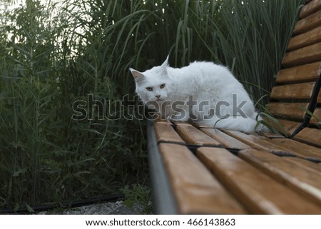 white pet wild cat