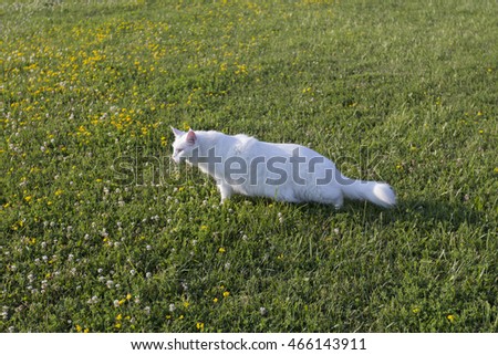 white pet wild cat