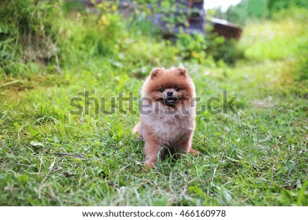 Pomeranian dog on a walk. Dog outdoor. Clever animal
