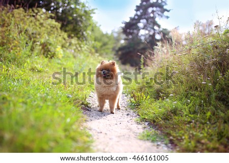 Pomeranian dog on a walk. Dog outdoor. Clever animal