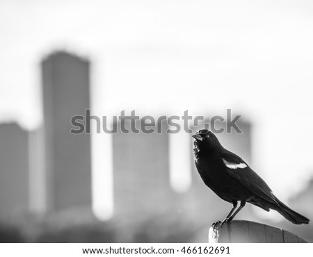 Male red wing blackbird perched on a pole with Chicago skyline in the background, Agelaius phoeniceus