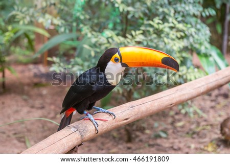 Toucan bird in a tree branch at the rain forest early in the morning.