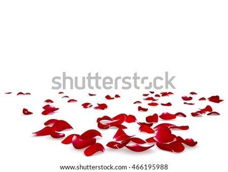 Red rose petals scattered on the floor. Isolated white background Royalty-Free Stock Photo #466195988