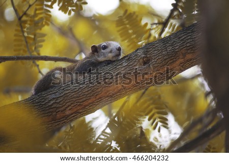 squirrel cute on the tree yellow leaf springtime autumn style Process