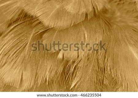 Brown vintage color trends feather texture background