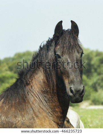 brown horse with a long black mane are standing on the green trees background