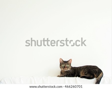 cat with copy space Royalty-Free Stock Photo #466260701