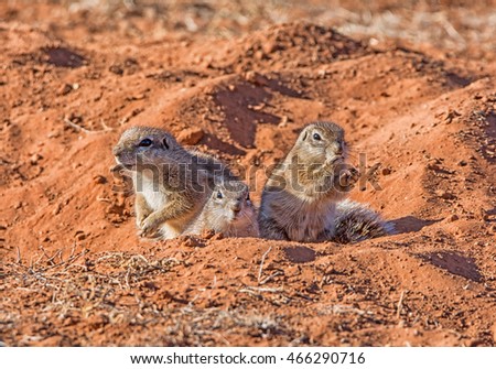Three Ground Squirrels by their burrow in Southern African savanna