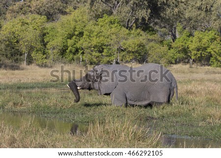 Elephant drinking and feeding on the Khawi River in Botswana Africa