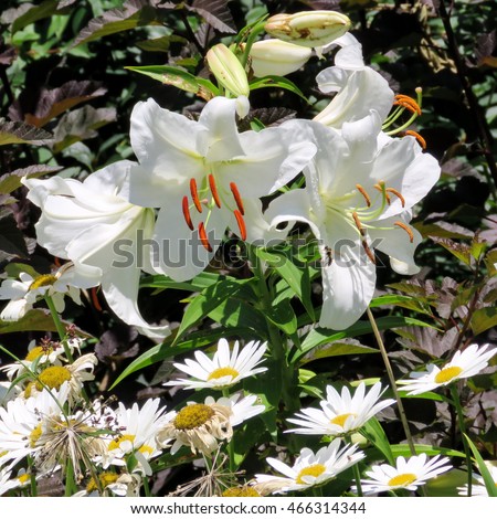 White daisies and lilies in garden on bank of the Lake Ontario in Toronto, Canada, August 2, 2016                                  