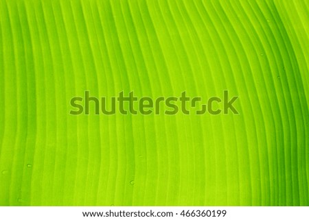 Soft focus banana leaf background