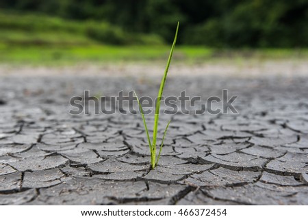 grass on dry crack ground