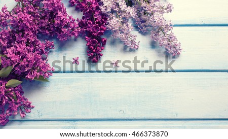 Background with fresh aromatic lilac flowers on blue wooden planks. Selective focus. Place for text. Toned image.