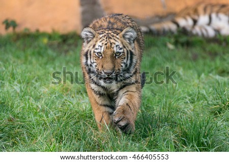 sweet little Amur Tiger runs towards the viewer