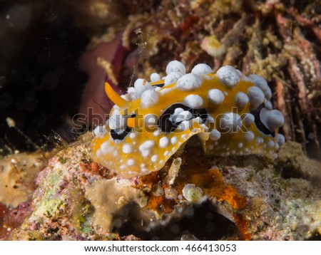Colourful Macro Nudibranch creature in Anilao Philippines