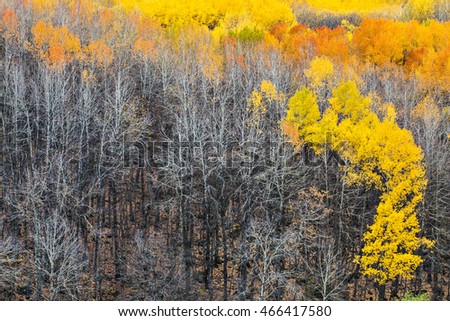 Autumn and forest. Colorful trees in autumn. The background of autumn forest. Landscape photo. 