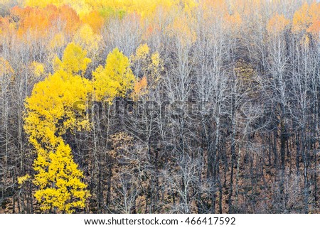 Autumn and forest. Colorful trees in autumn. The background of autumn forest. Landscape photo. 
