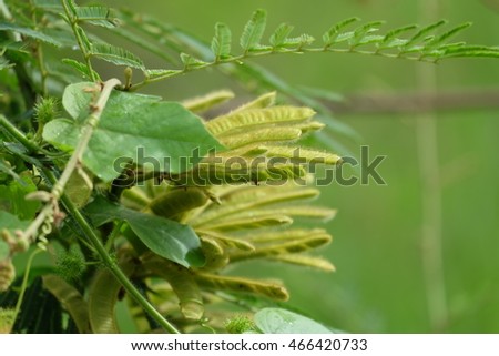 nettles brown pods on tree with blur background