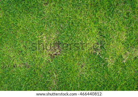 The texture of dead grass top view wallpaper nature background texture Green and yellow grass texture the lack of lawn care and maintenance until the damage Pests and disease field in bad condition.