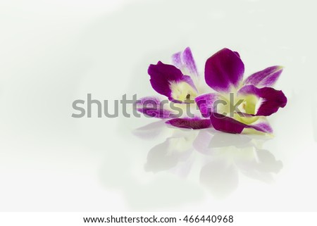 Purple flowers, white background.
