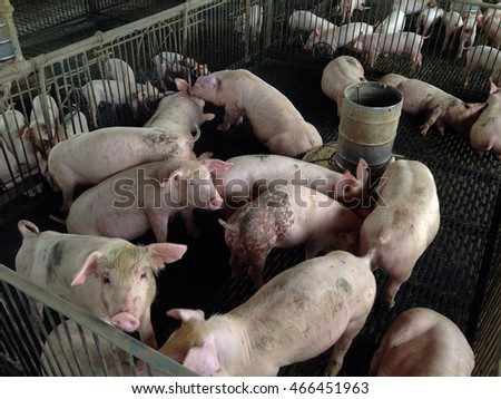 Overview of pig breeding farms. pigsty, pig farm
