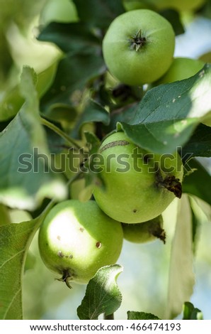 Green apples on a branch clous up. Background