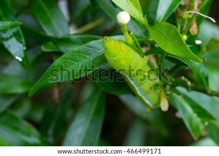 Close up Caterpillar, green worm is eating leaf .(Selective focus)