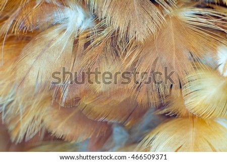 Brown feather vintage color trends texture background