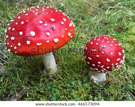 Two toxic fly agaric, picture from the Northern Sweden