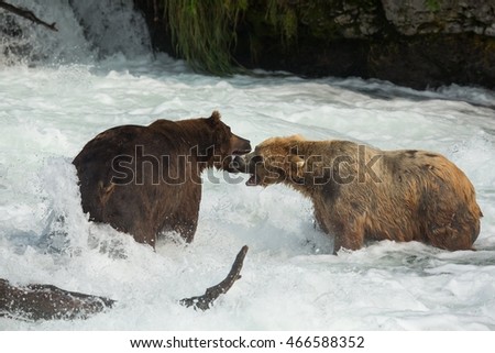 Grizzly bear in Alaska Katmai National Park hunts salmons
