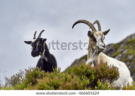     Goat portrait, Norway, goat posing for pictures