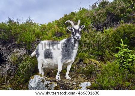     Goat portrait, Norway, goat posing for pictures