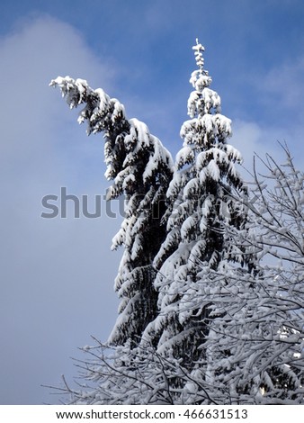  spruce and new snow, snowy spruce