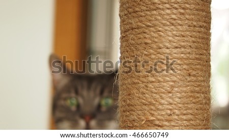scratching post 2 Royalty-Free Stock Photo #466650749