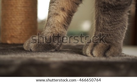 scratching post 3 Royalty-Free Stock Photo #466650764