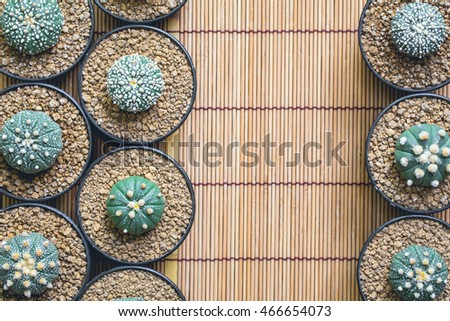 Cactus in plastic pot on bamboo weave. picture can used advertising consists of website. Astrophytum asterias. 